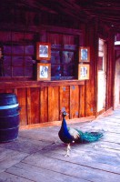 /album/galleria-foto-homepage/scansione0026-jpg/